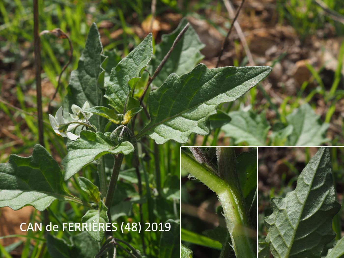 Nightshade, Yellow leaf